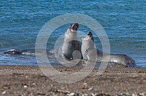 Elephant seal photo